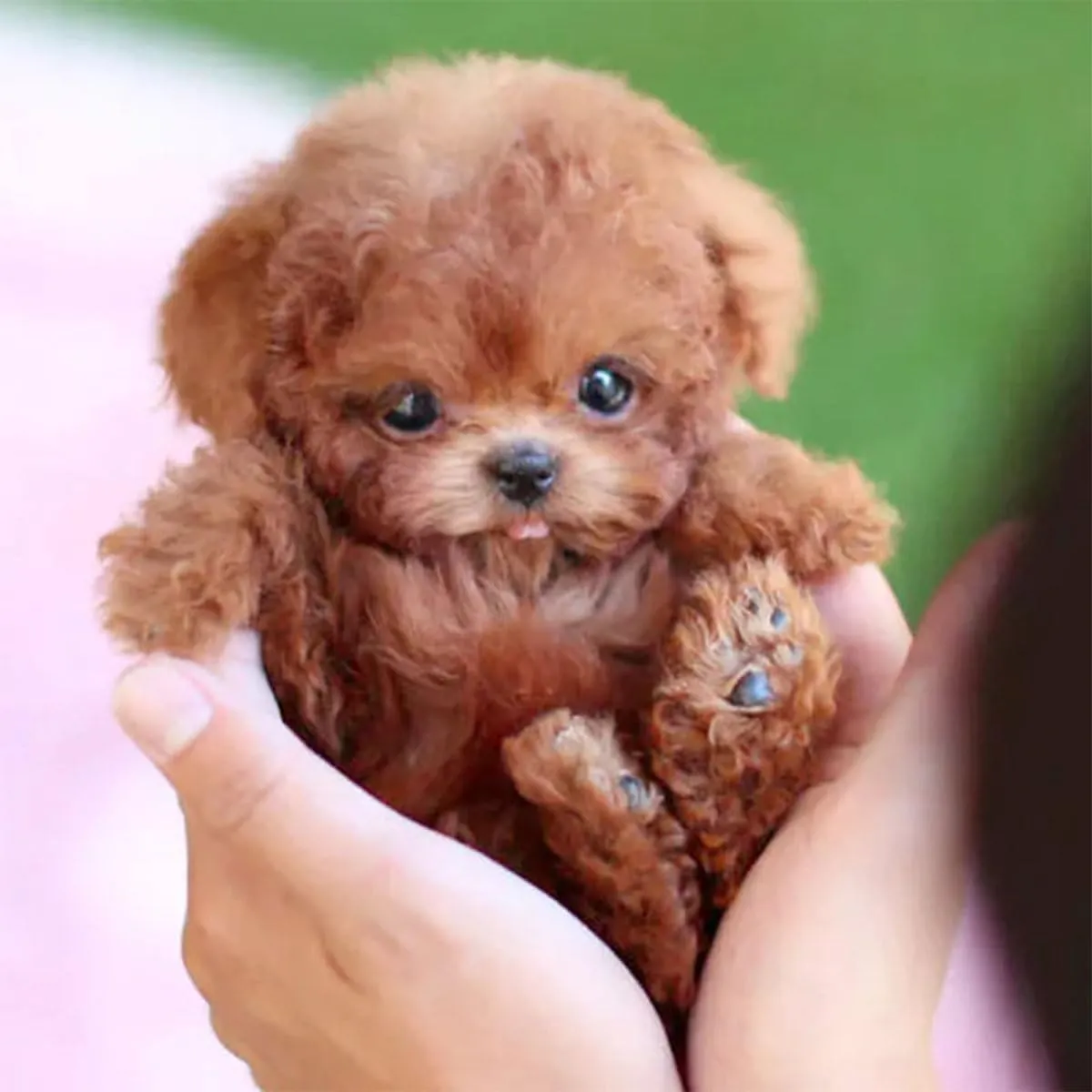 2025 New Robot Dog for Adults, AI Robotic Dog, Nicoo - My Realistic Robot Puppy That Acts Like a Real Puppy - Walking, Barking, Tail Wagging (Set H)