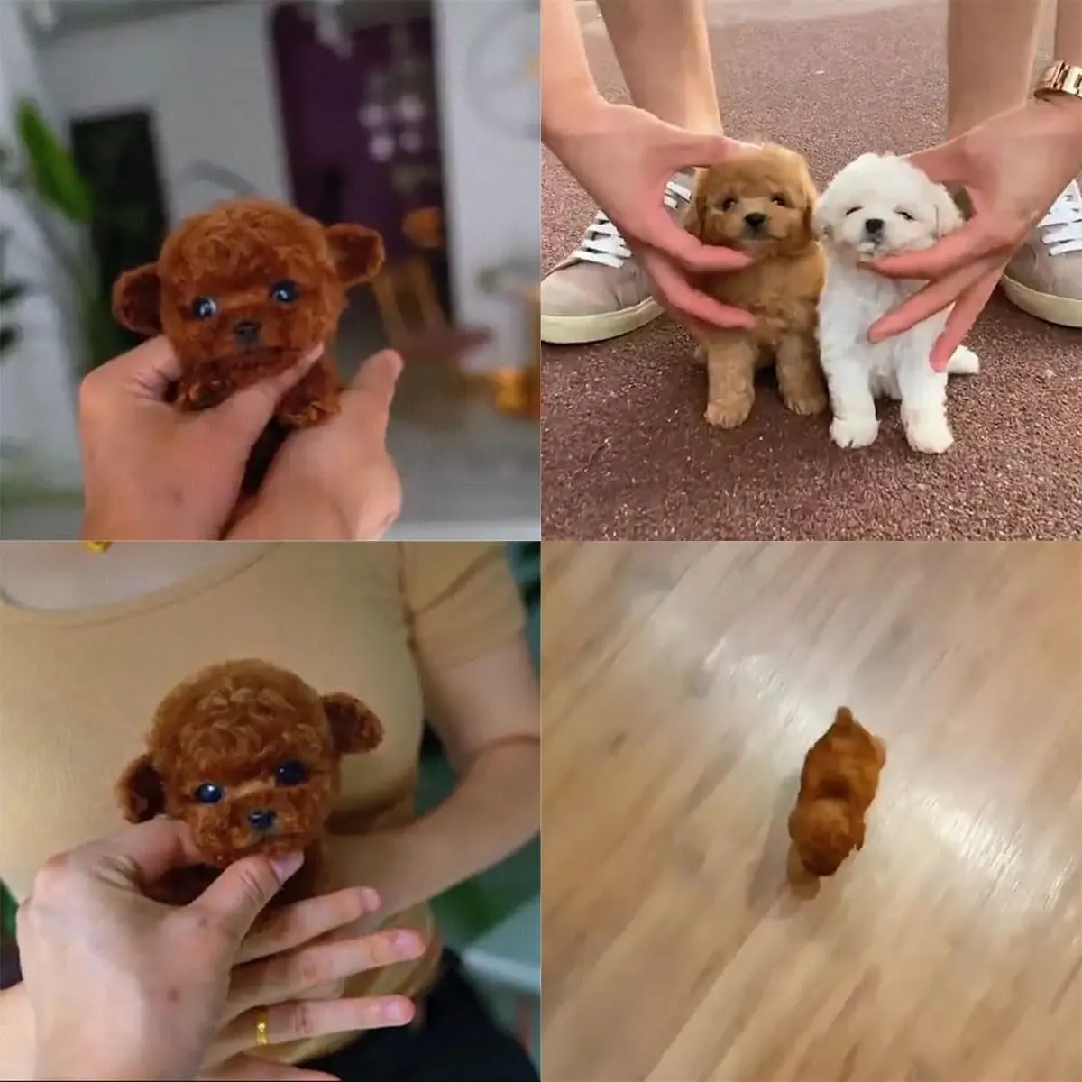 2025 New Robot Dog for Adults, AI Robotic Dog, Nicoo - My Realistic Robot Puppy That Acts Like a Real Puppy - Walking, Barking, Tail Wagging (Set H)