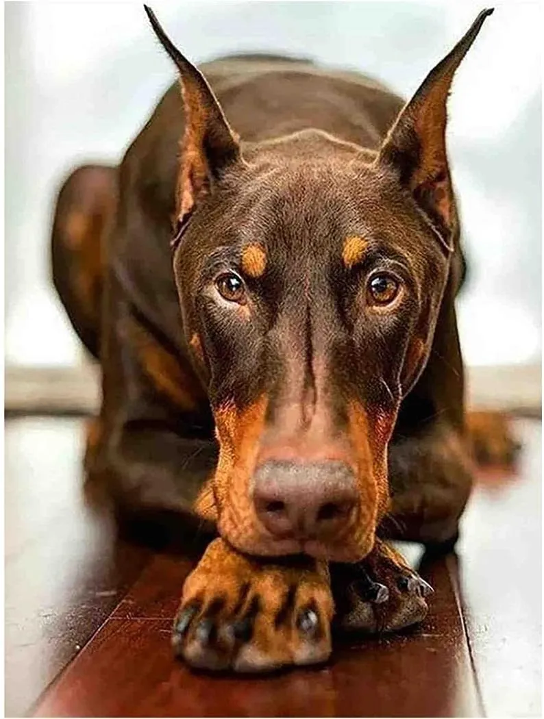 500 Pieces Jigsaw Puzzles Toys Funny Doberman Dog Intellectual Educational Decompressing Puzzle Toy Games for Kids/Adults Animal Lover Gift