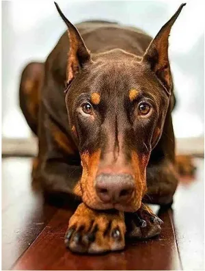 500 Pieces Jigsaw Puzzles Toys Funny Doberman Dog Intellectual Educational Decompressing Puzzle Toy Games for Kids/Adults Animal Lover Gift