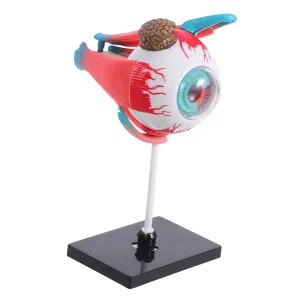 BESTOYARD Anatomical Eye Model Human Body Puzzle for Boys and Girls Educational Toy Cognitive Development Science Learning