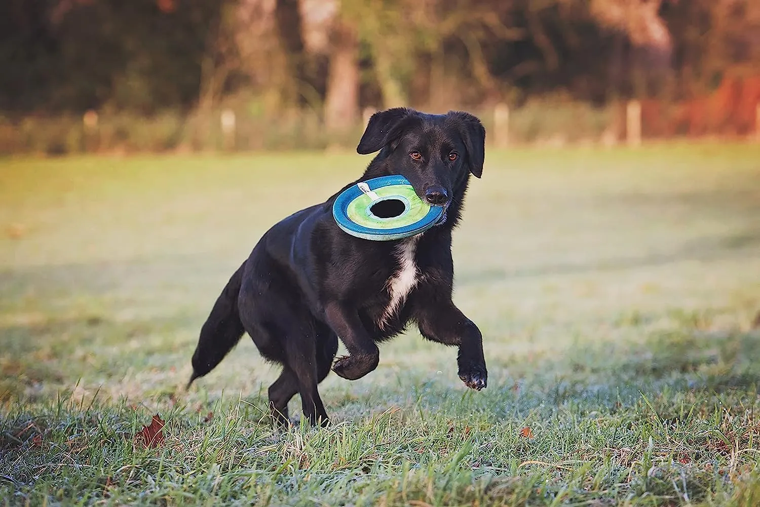 Chuckit! Max Glow Zipflight Flying Disc Dog Toy - Water Floating Flyer for Beach and Pool - Durable Polyester Construction - For Medium and Large Dogs - Size Medium - 8.5” L x 8.5” W - Pack of 1