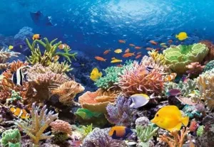 Coral Reef Fishes 1000 Piece Creative Fun Jigsaw Puzzle for Adults Challenging Traditional Puzzle Perfect for Family Nights Game