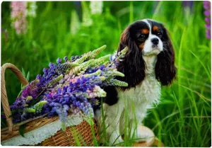 Dog in The Park Jigsaw Puzzles 1000 Pieces Puzzles for Adults - Cavalier King Charles Spaniel Dog Puzzle -Animal Puzzles, Unique Difficult and Challenge Large Puzzle Game Toys Gift for Teens Kids