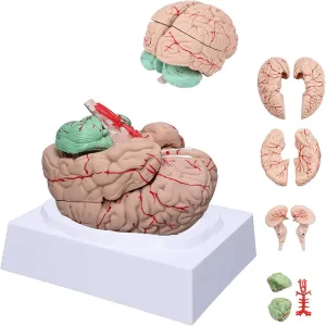 Educational Model,Human Brain Model with 8 Detailable Part Brain Anatomy Model Brain Model for Psychology Life Size for Science Classroom Study Medical Educational Illustration