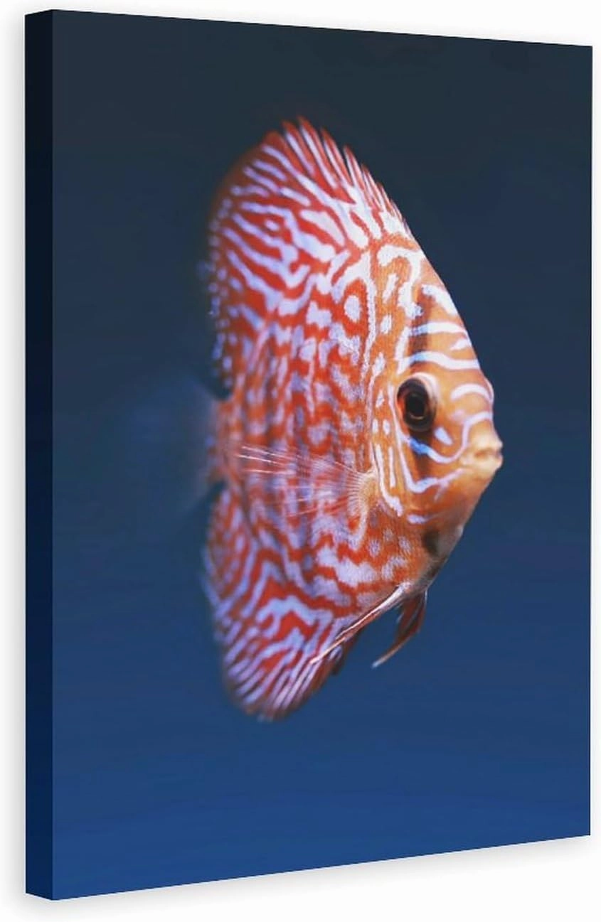 Jigsaw Puzzle 500 Piece Adult Puzzle - Red Discus Fish Puzzle - Christmas Kids Intelligence Game Toy Family Friend Gift