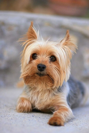 Jigsaw Puzzles 500 Pieces Portrait of a Miniature Yorkshire Terrier Yorkie Wooden Puzzle Toys Games for Adults Family Party