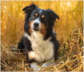 Jigsaw Puzzles 500 Pieces Puzzles for Adults, Fall Australian Shepherd Puzzle Animal Adult Toys, Unique Difficult and Challenge Large Puzzle Game Preschool Toys Best Gift for Dog Lover