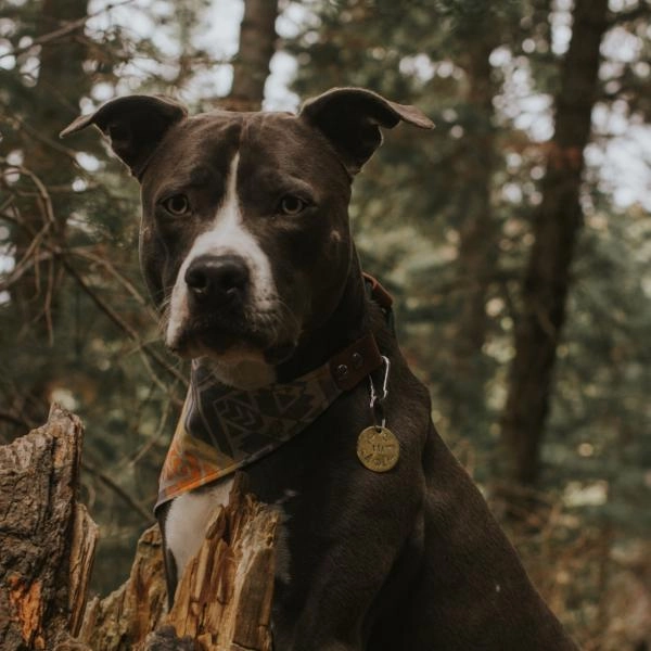 Koda - Simple Style