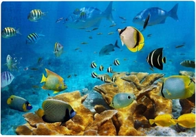 Kuizee Puzzle 1000 Piece Jigsaw Puzzle ﻿View of Ocean Fishes Coral Under Water Kids Adult Educational Intellectual Decompressing Fun Game 29.5X19.7Inch