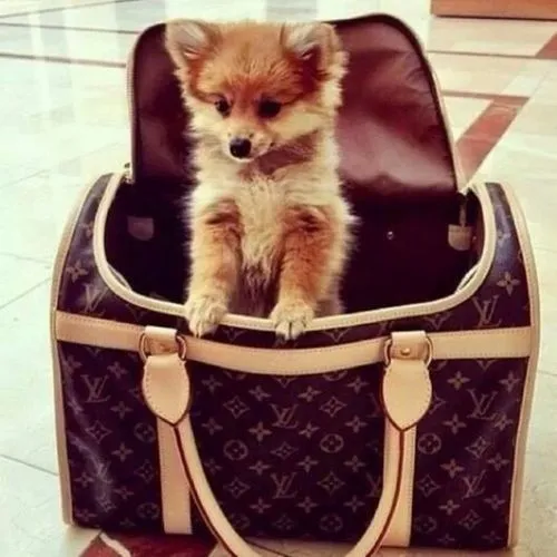 Louis Vuitton pet/ dog carrier 40 monogram