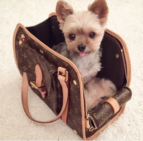 Louis Vuitton baxter GM pet/ dog carrier