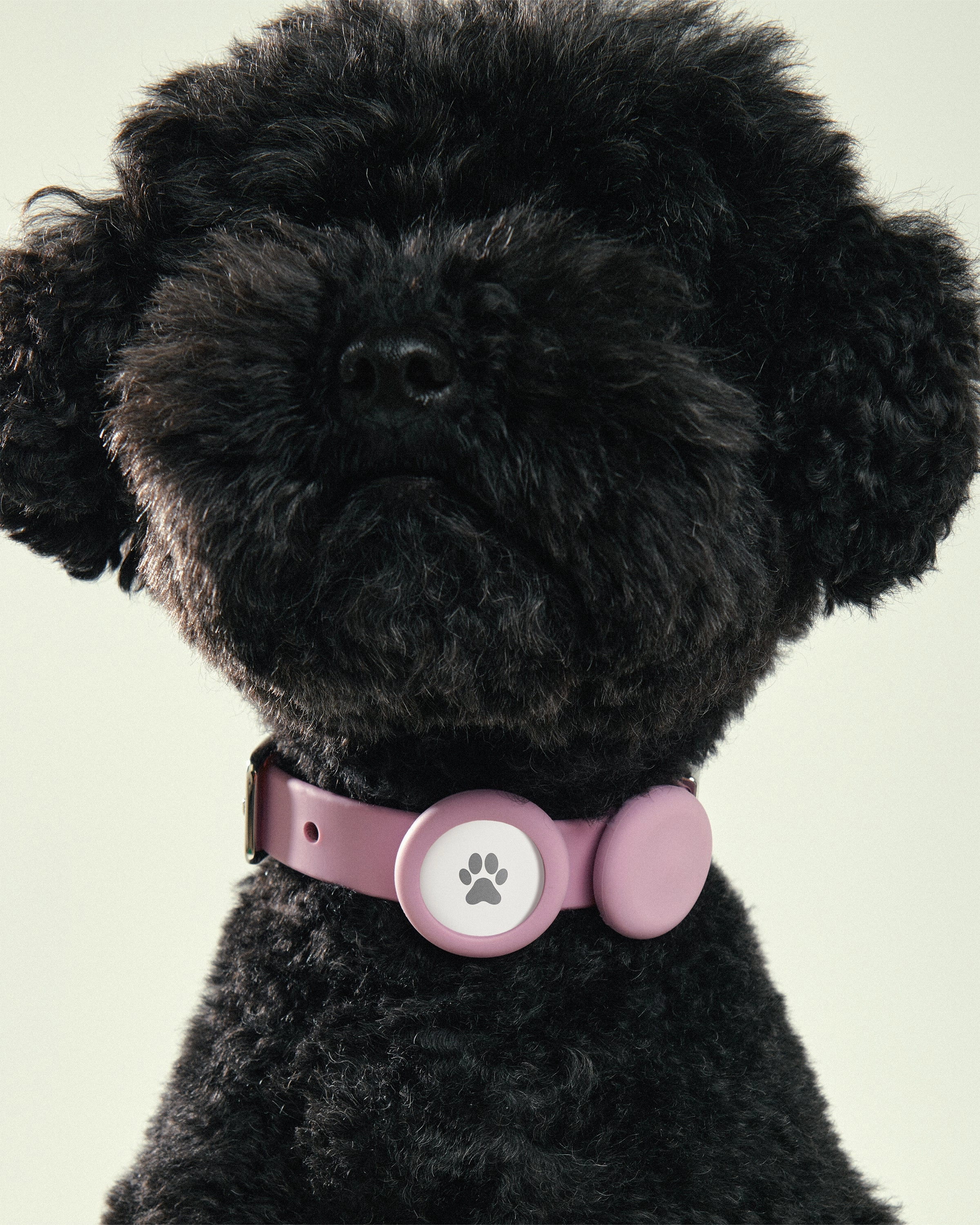 Pet Collar   Name Tag - Medium