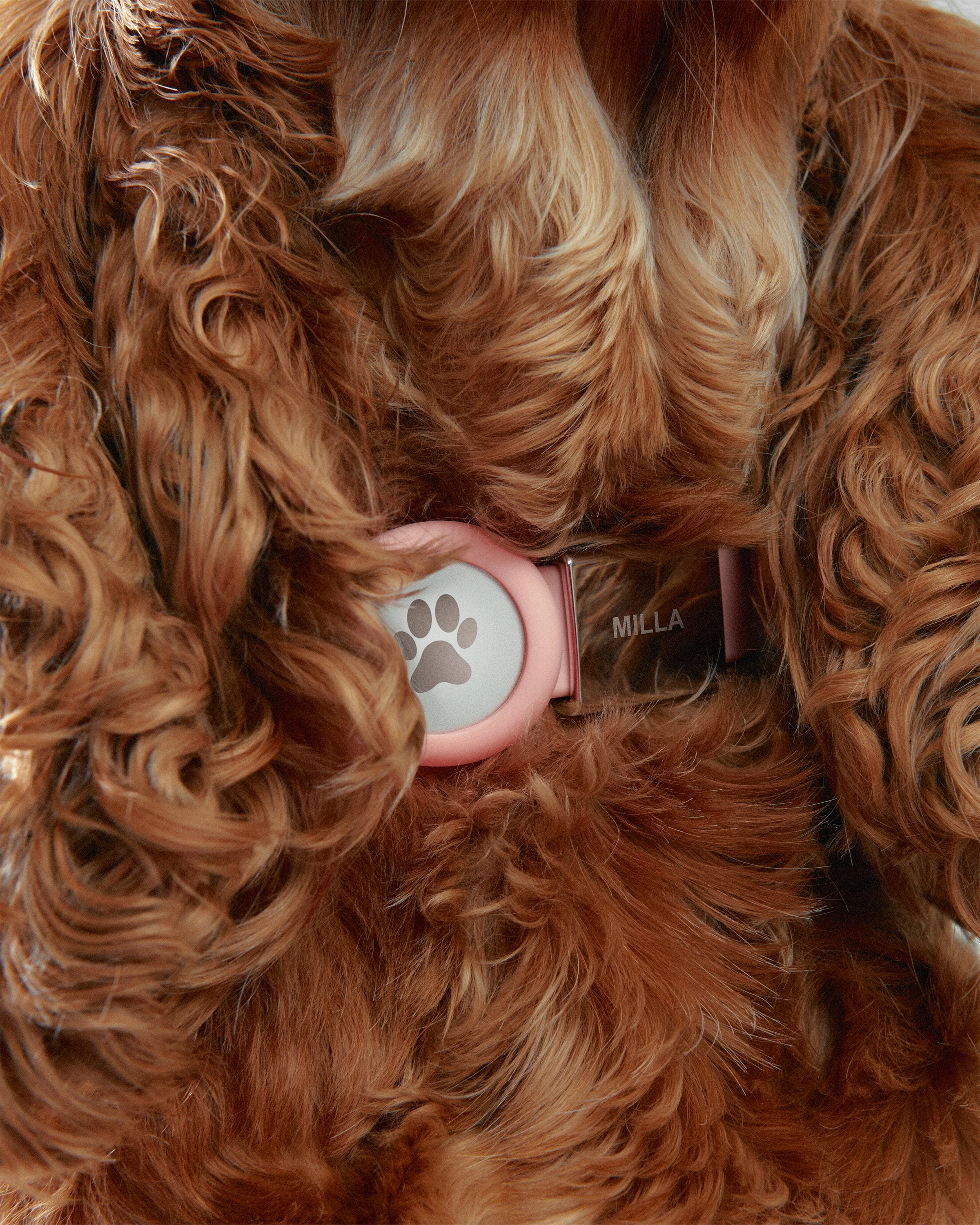 Pet Collar   Name Tag - Medium
