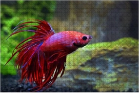 Wooden Puzzle 1000 Pieces Fish Fighting Betta splendens Asia Thailand Siamese Fighting fishs Jigsaw Puzzles for Children or Adults Educational Toys Decompression Game