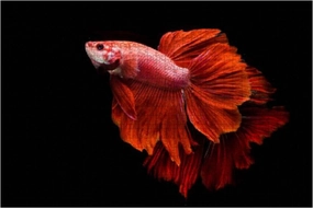 Wooden Puzzle 1000 Pieces Siamese Betta Fighting Fish Siamese Fighting fishs and Pictures Jigsaw Puzzles for Children or Adults Educational Toys Decompression Game